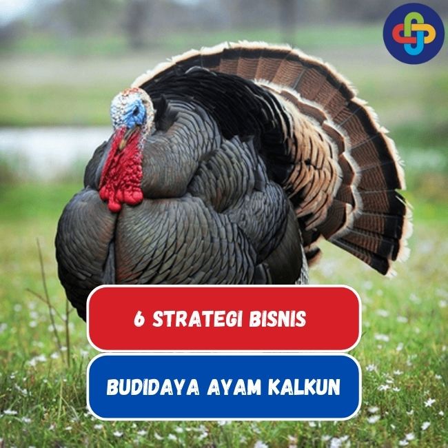 Strategi Bisnis Budidaya Ayam Kalkun di Indonesia